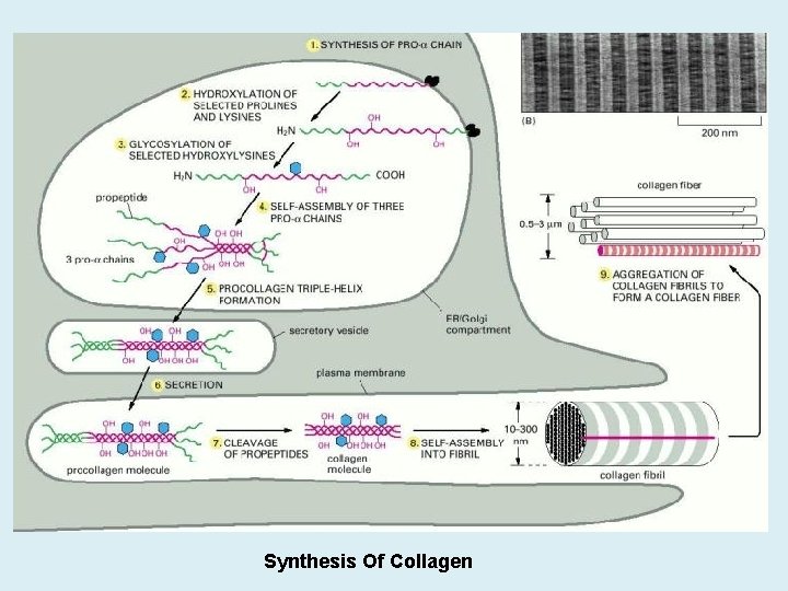 Synthesis Of Collagen 