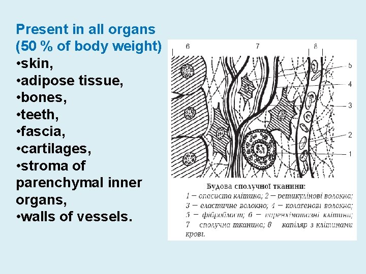 Present in all organs (50 % of body weight) • skin, • adipose tissue,