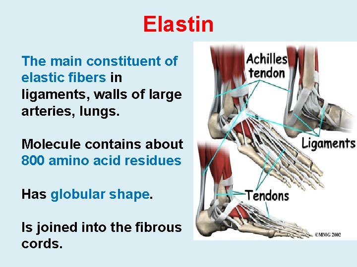 Elastin The main constituent of elastic fibers in ligaments, walls of large arteries, lungs.