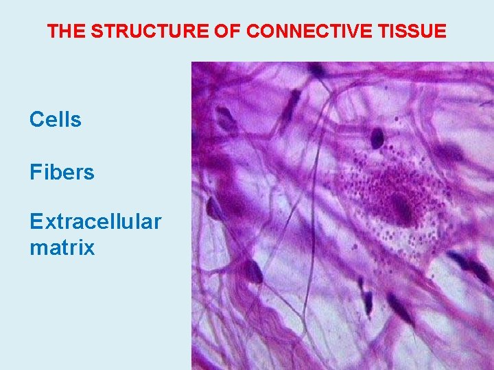 THE STRUCTURE OF CONNECTIVE TISSUE Cells Fibers Extracellular matrix 