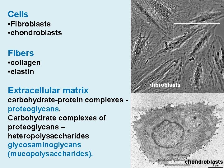 Cells • Fibroblasts • chondroblasts Fibers • collagen • elastin Extracellular matrix • fibroblasts