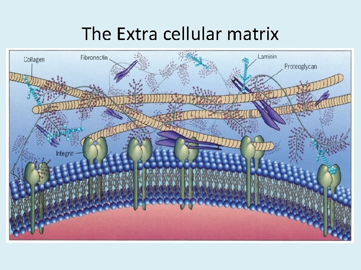 The Extra cellular matrix 