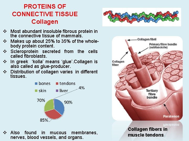 PROTEINS OF CONNECTIVE TISSUE Collagen v Most abundant insoluble fibrous protein in the connective