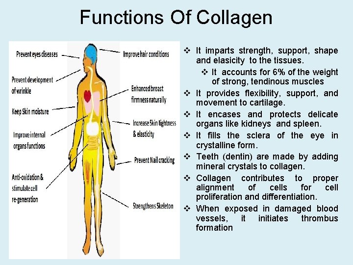 Functions Of Collagen v It imparts strength, support, shape and elasicity to the tissues.