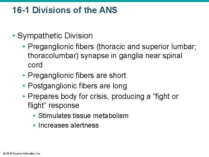 16 -1 Divisions of the ANS • Sympathetic Division • Preganglionic fibers (thoracic and