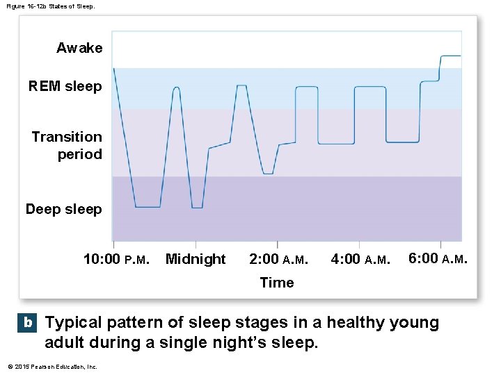 Figure 16 -12 b States of Sleep. Awake REM sleep Transition period Deep sleep