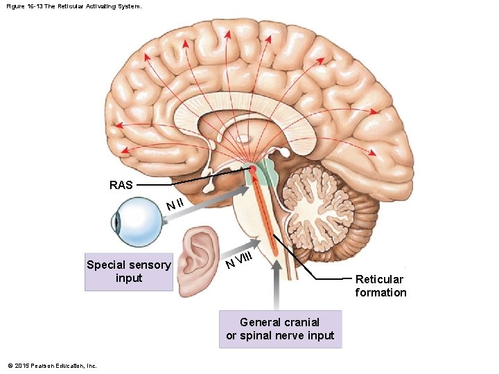 Figure 16 -13 The Reticular Activating System. RAS N II Special sensory input III