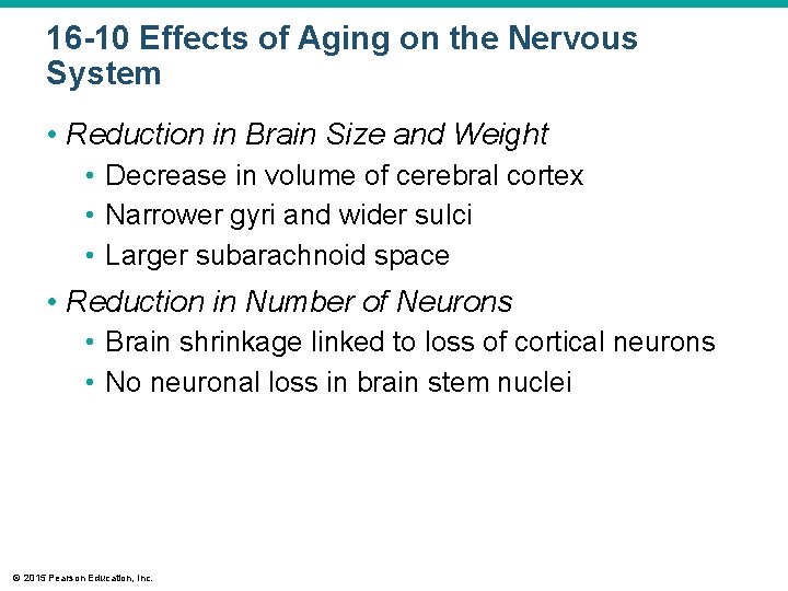 16 -10 Effects of Aging on the Nervous System • Reduction in Brain Size