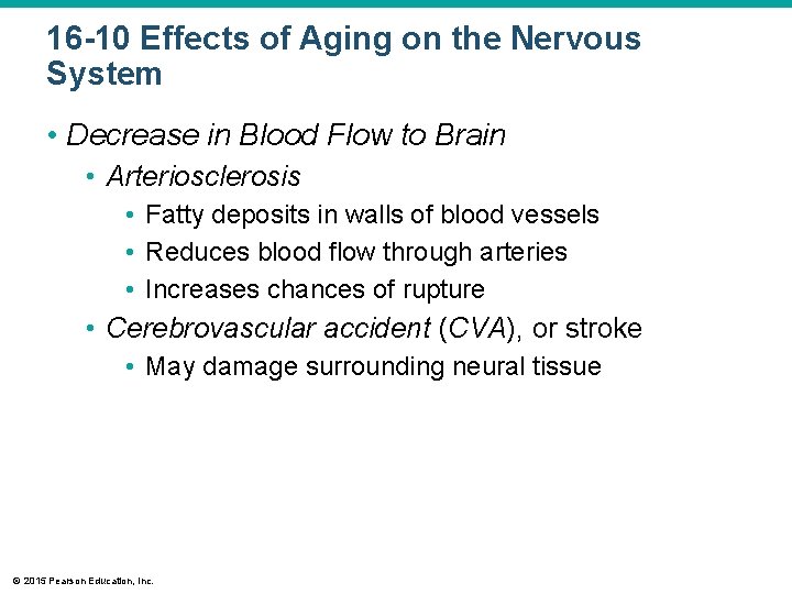 16 -10 Effects of Aging on the Nervous System • Decrease in Blood Flow