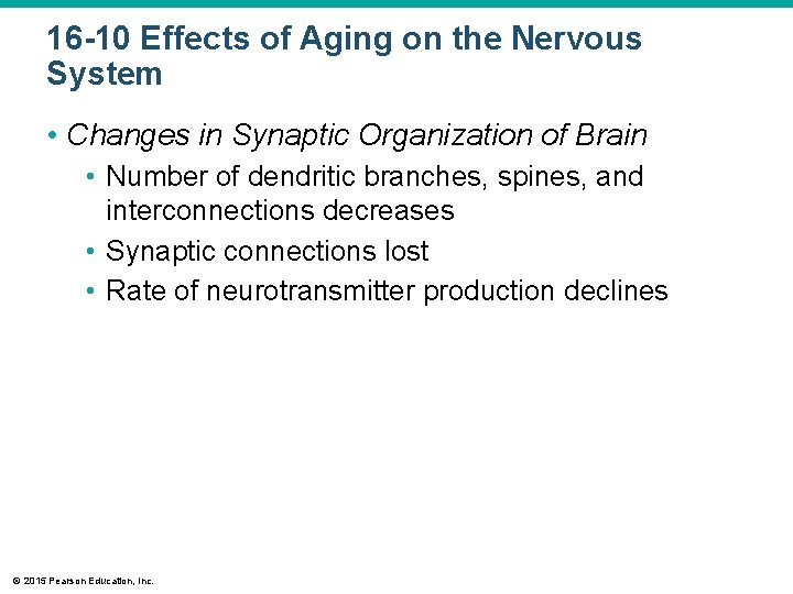 16 -10 Effects of Aging on the Nervous System • Changes in Synaptic Organization