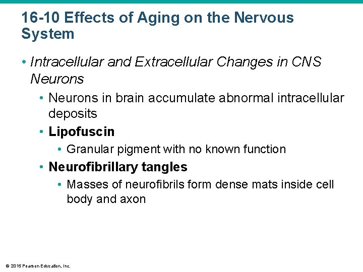 16 -10 Effects of Aging on the Nervous System • Intracellular and Extracellular Changes