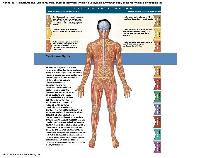 Figure 16 -14 diagrams the functional relationships between the nervous system and other body