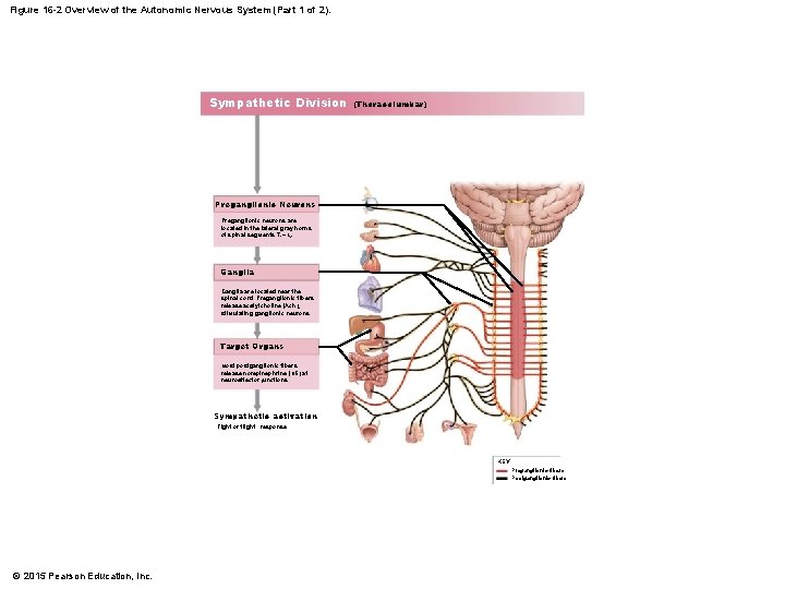 Figure 16 -2 Overview of the Autonomic Nervous System (Part 1 of 2). Sympathetic