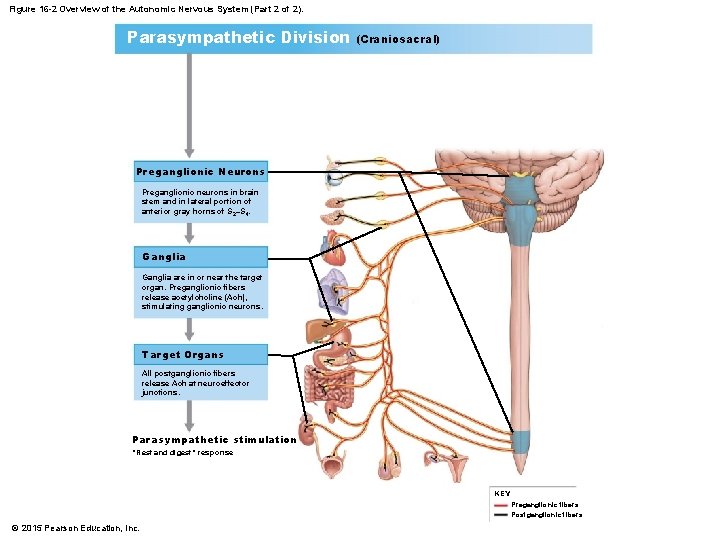 Figure 16 -2 Overview of the Autonomic Nervous System (Part 2 of 2). Parasympathetic