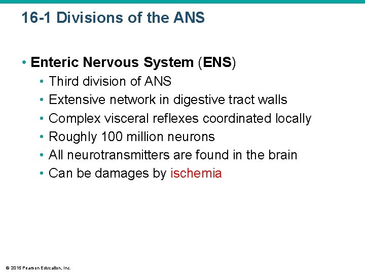 16 -1 Divisions of the ANS • Enteric Nervous System (ENS) • • •