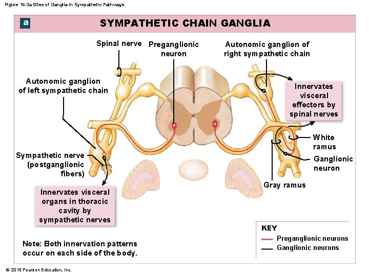 Figure 16 -3 a Sites of Ganglia in Sympathetic Pathways. a SYMPATHETIC CHAIN GANGLIA