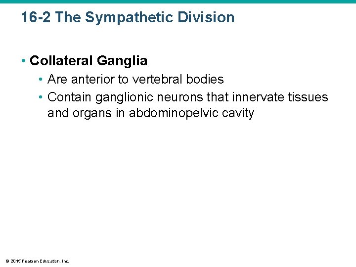 16 -2 The Sympathetic Division • Collateral Ganglia • Are anterior to vertebral bodies