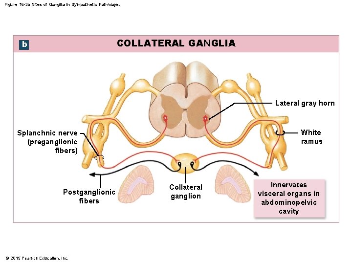 Figure 16 -3 b Sites of Ganglia in Sympathetic Pathways. COLLATERAL GANGLIA b Lateral