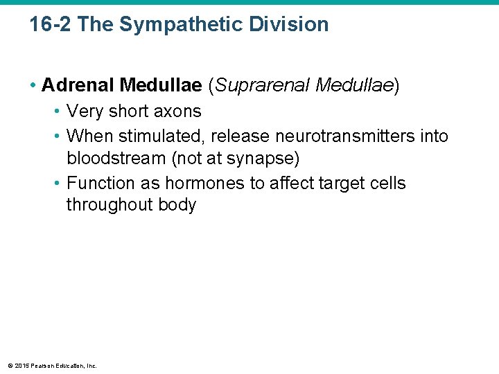 16 -2 The Sympathetic Division • Adrenal Medullae (Suprarenal Medullae) • Very short axons