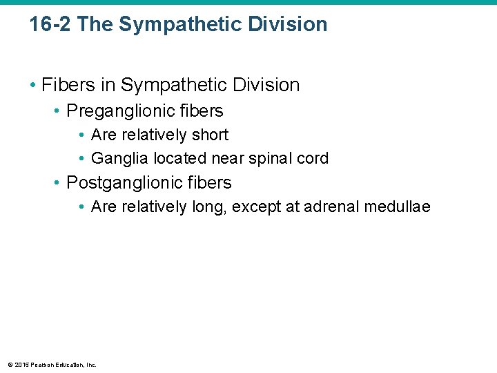 16 -2 The Sympathetic Division • Fibers in Sympathetic Division • Preganglionic fibers •