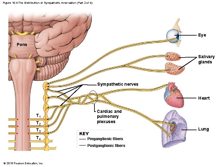 Figure 16 -4 The Distribution of Sympathetic Innervation (Part 2 of 4). Eye Pons