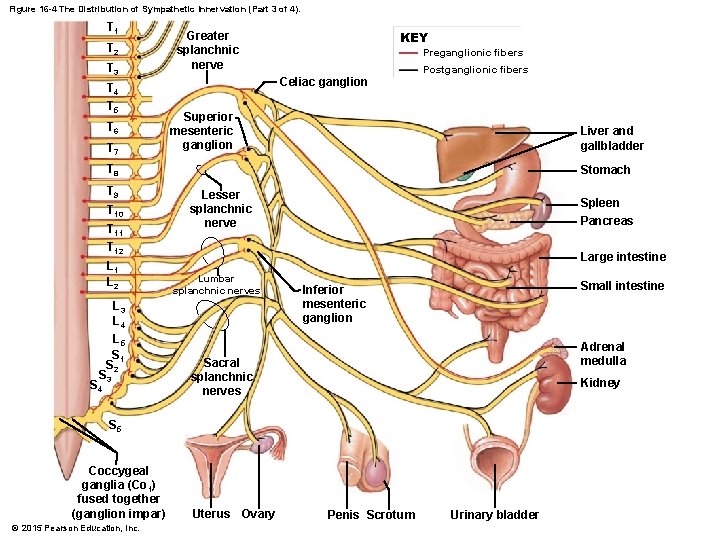 Figure 16 -4 The Distribution of Sympathetic Innervation (Part 3 of 4). T 1