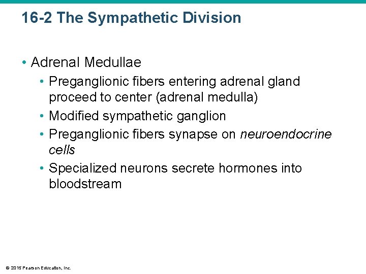 16 -2 The Sympathetic Division • Adrenal Medullae • Preganglionic fibers entering adrenal gland