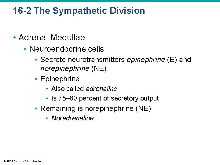 16 -2 The Sympathetic Division • Adrenal Medullae • Neuroendocrine cells • Secrete neurotransmitters