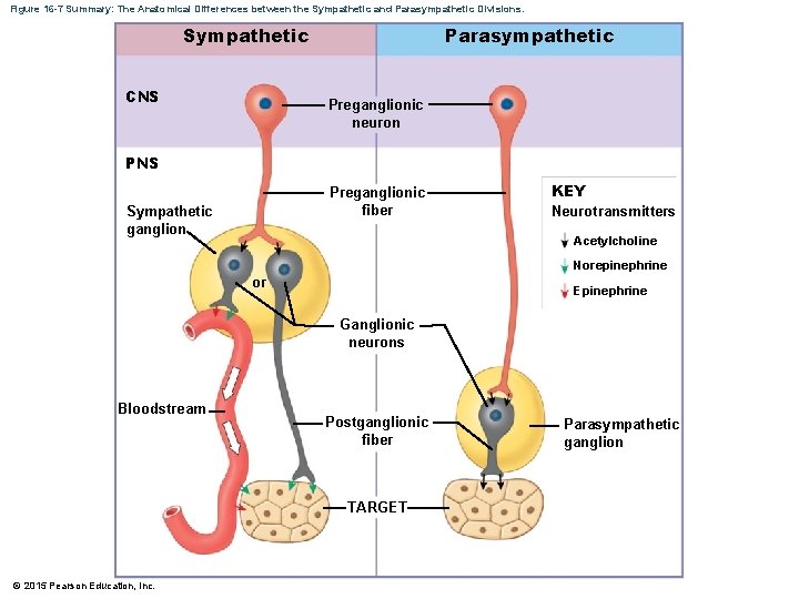 Figure 16 -7 Summary: The Anatomical Differences between the Sympathetic and Parasympathetic Divisions. Sympathetic