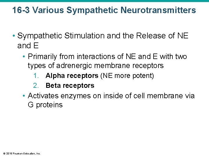 16 -3 Various Sympathetic Neurotransmitters • Sympathetic Stimulation and the Release of NE and