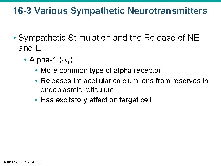 16 -3 Various Sympathetic Neurotransmitters • Sympathetic Stimulation and the Release of NE and