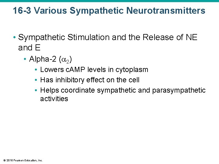 16 -3 Various Sympathetic Neurotransmitters • Sympathetic Stimulation and the Release of NE and