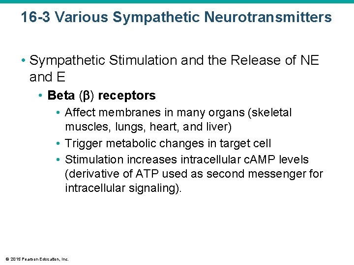 16 -3 Various Sympathetic Neurotransmitters • Sympathetic Stimulation and the Release of NE and