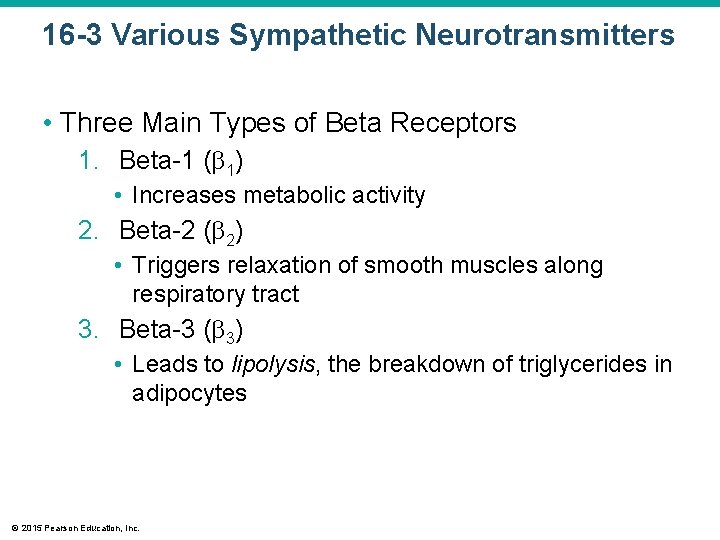 16 -3 Various Sympathetic Neurotransmitters • Three Main Types of Beta Receptors 1. Beta-1