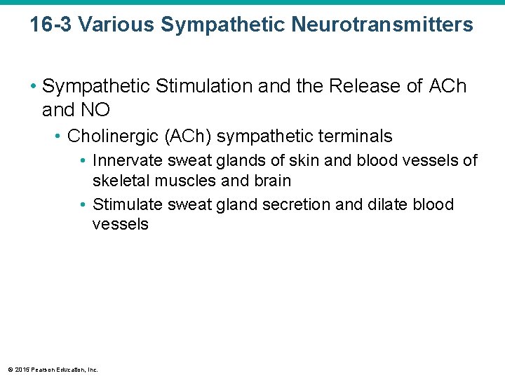 16 -3 Various Sympathetic Neurotransmitters • Sympathetic Stimulation and the Release of ACh and
