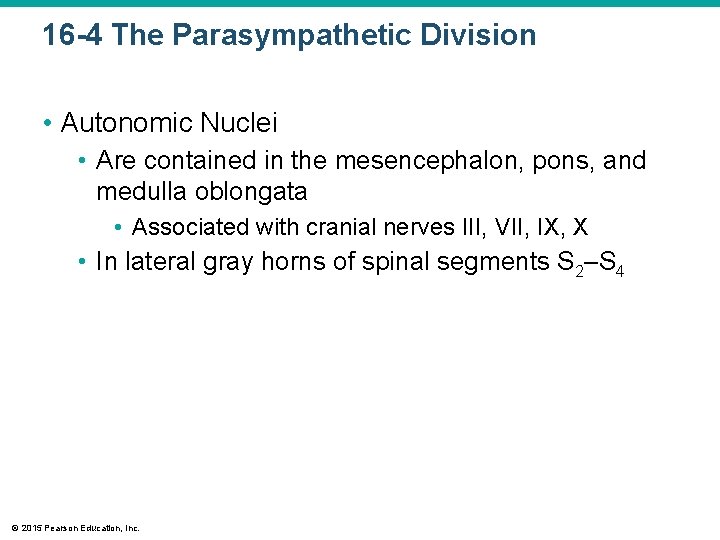 16 -4 The Parasympathetic Division • Autonomic Nuclei • Are contained in the mesencephalon,