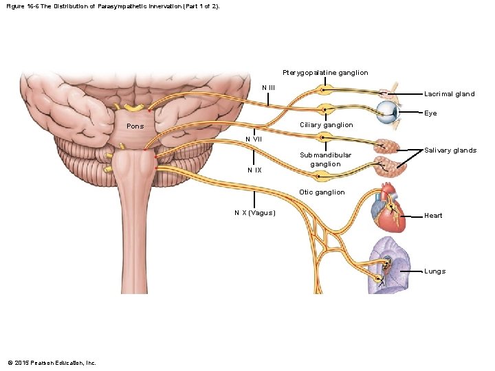 Figure 16 -6 The Distribution of Parasympathetic Innervation (Part 1 of 2). Pterygopalatine ganglion
