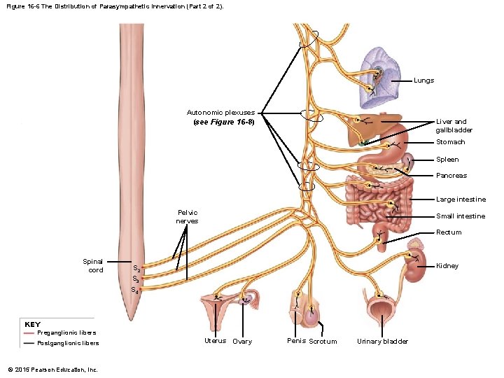 Figure 16 -6 The Distribution of Parasympathetic Innervation (Part 2 of 2). Lungs Autonomic