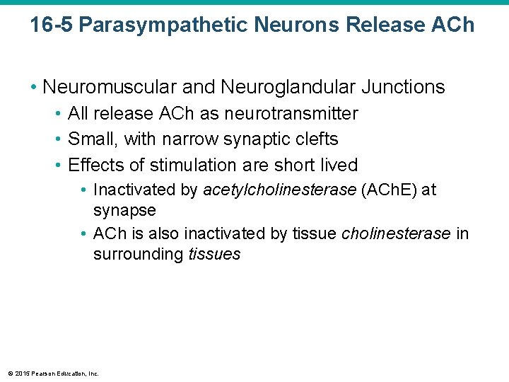 16 -5 Parasympathetic Neurons Release ACh • Neuromuscular and Neuroglandular Junctions • All release