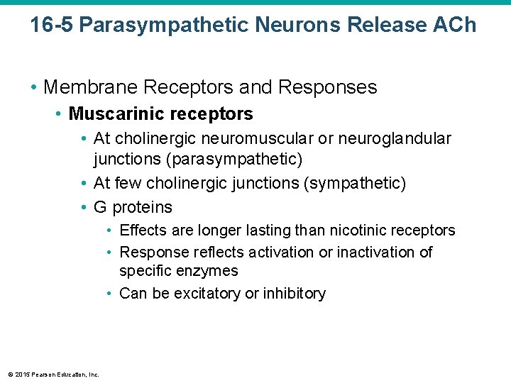 16 -5 Parasympathetic Neurons Release ACh • Membrane Receptors and Responses • Muscarinic receptors