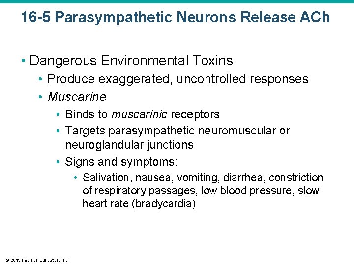16 -5 Parasympathetic Neurons Release ACh • Dangerous Environmental Toxins • Produce exaggerated, uncontrolled