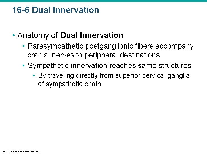 16 -6 Dual Innervation • Anatomy of Dual Innervation • Parasympathetic postganglionic fibers accompany