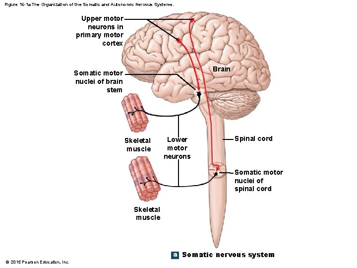 Figure 16 -1 a The Organization of the Somatic and Autonomic Nervous Systems. Upper