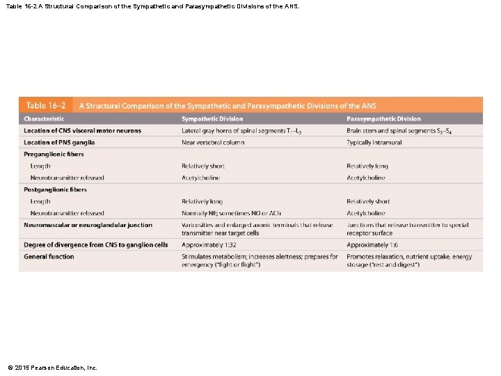 Table 16 -2 A Structural Comparison of the Sympathetic and Parasympathetic Divisions of the