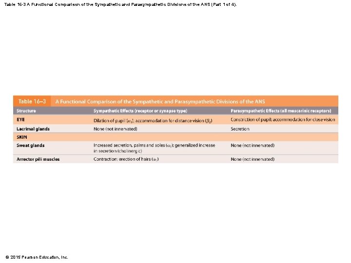 Table 16 -3 A Functional Comparison of the Sympathetic and Parasympathetic Divisions of the