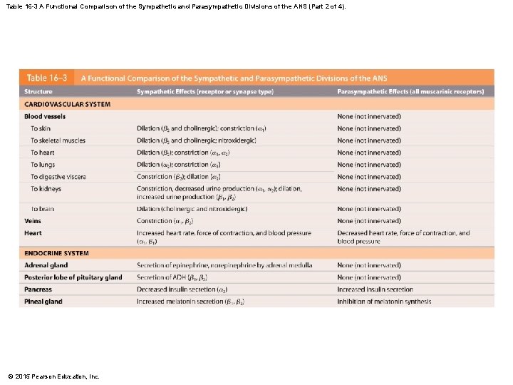 Table 16 -3 A Functional Comparison of the Sympathetic and Parasympathetic Divisions of the