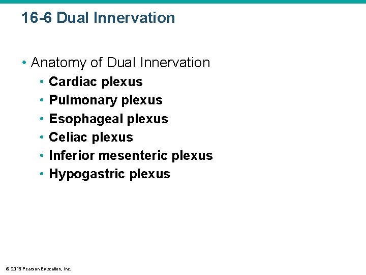 16 -6 Dual Innervation • Anatomy of Dual Innervation • • • Cardiac plexus