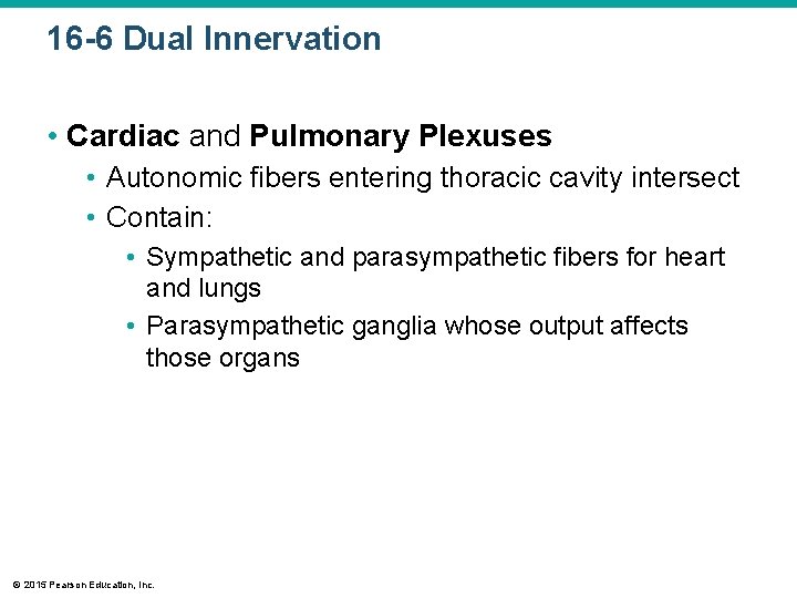 16 -6 Dual Innervation • Cardiac and Pulmonary Plexuses • Autonomic fibers entering thoracic