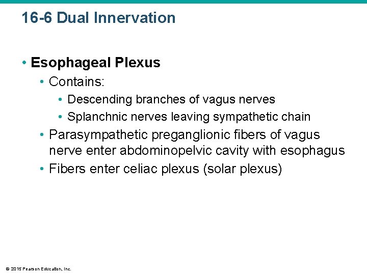 16 -6 Dual Innervation • Esophageal Plexus • Contains: • Descending branches of vagus