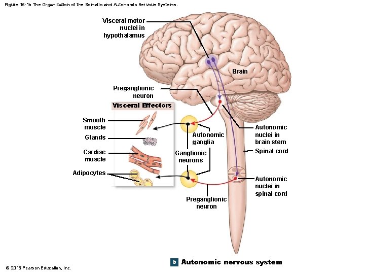 Figure 16 -1 b The Organization of the Somatic and Autonomic Nervous Systems. Visceral